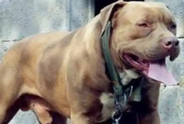 A beautiful woman has a giant bit of a dog