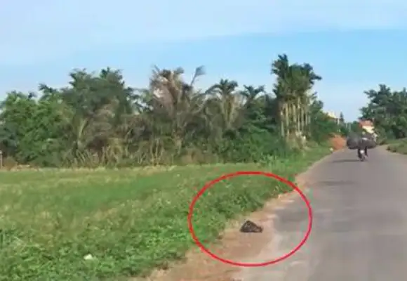 The two pups were put in a plastic bag with a dead end