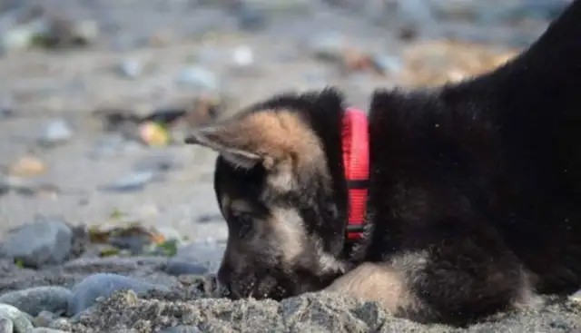 The heart dog is a few months away. Fan