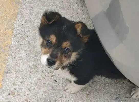 The stray dog followed her and the girl came home and felt like she was picking up the treasure