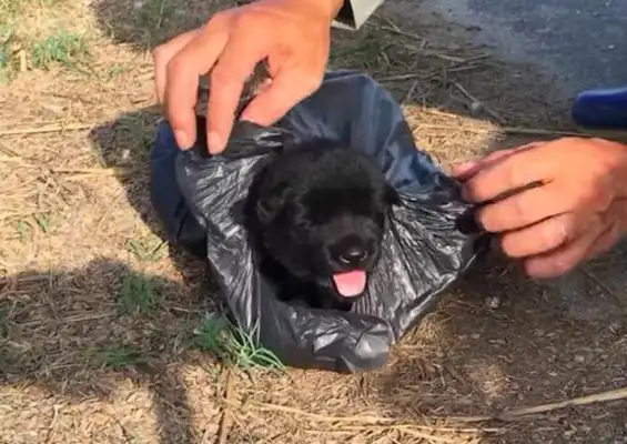 The two pups were put in a plastic bag with a dead end