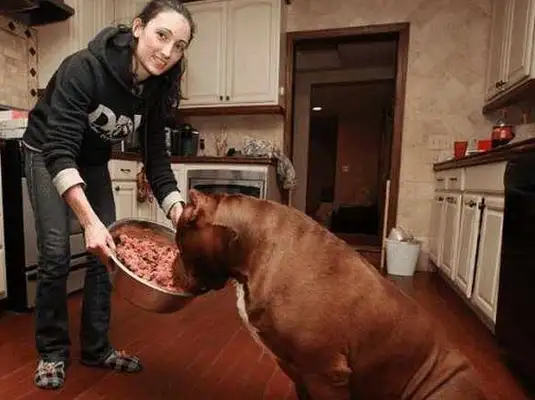 The master fixes the car, the golden doggy is bad, and the owner is angry and embarrassed
