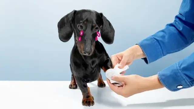 Dog joint pain: cause, symptoms and treatment