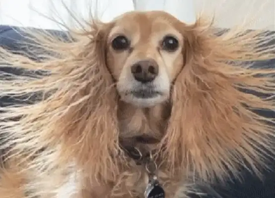The master bought the dog a blanket for a bed, and it blew up the next day because of the static
