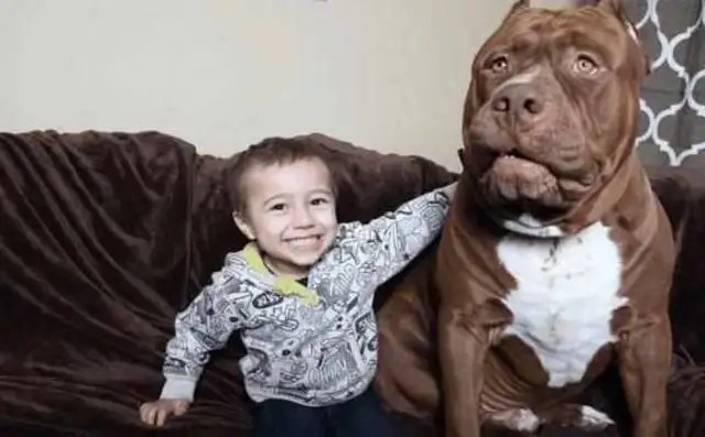 A beautiful woman has a giant bit of a dog