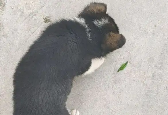 The stray dog followed her and the girl came home and felt like she was picking up the treasure