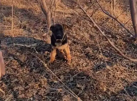 The stray dog, born with a disability, struggles helplessly, young man: this encounter, may you not wander for the rest of your life