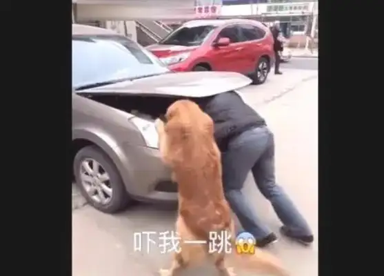 The master fixes the car, the golden doggy is bad, and the owner is angry and embarrassed