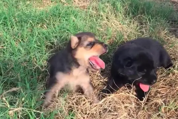 Next month, the new dog regulations will be enforced