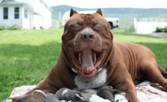 A beautiful woman has a giant bit of a dog