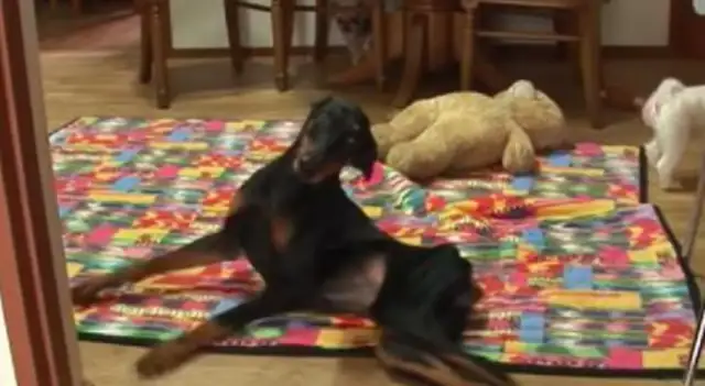 The little Dobing dog was crushed to paralyze, and after his lucky adoption, he became more and more detached and less able to pee