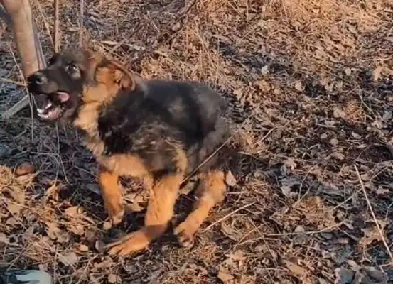 The stray dog, born with a disability, struggles helplessly, young man: this encounter, may you not wander for the rest of your life