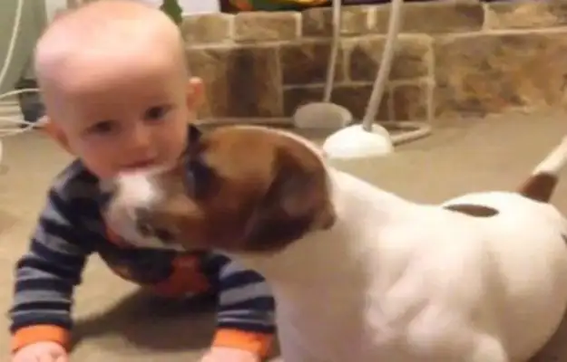 The dog is the "good teacher" that the baby learns to climb