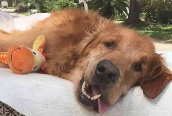 The dog can't walk with lymphoma. The master makes him happy