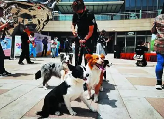 To love it, please take charge of Qingdao's joint multi-sectoral advocacy and pro bono adoption campaign