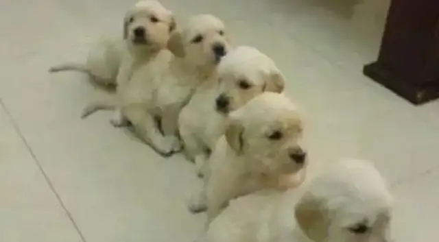 When the dogs became mothers, they taught the babies to eat