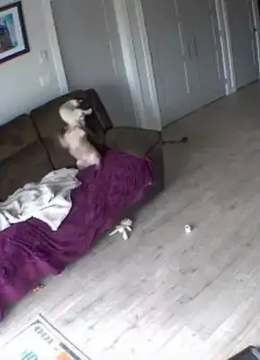 The Internet just went out, and the dogs and cats at home were fighting: no more