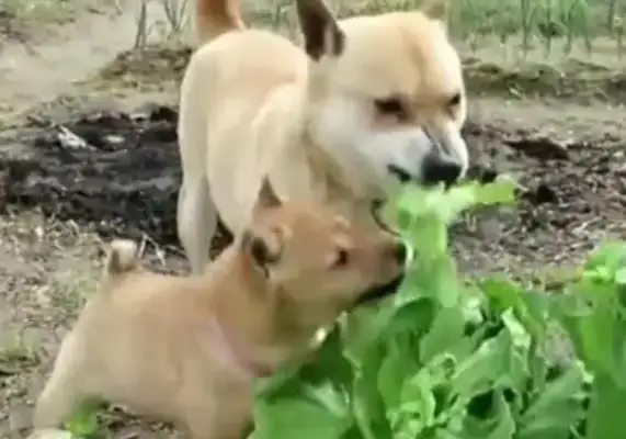 He stole food from his garden and was taught to do it
