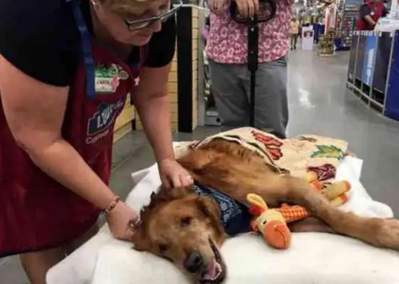 The dog can't walk with lymphoma. The master makes him happy