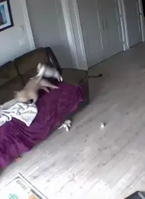 The Internet just went out, and the dogs and cats at home were fighting: no more