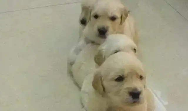 When the dogs became mothers, they taught the babies to eat