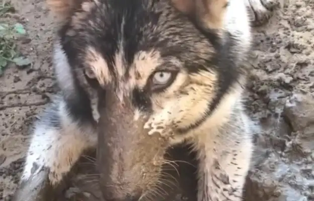 Haskits play with the water, his hands full of mud, his tame costumes, his dog freeze
