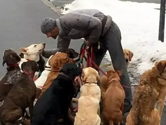 Thirty-three dogs have been reported, but the staff are surprised to see the house