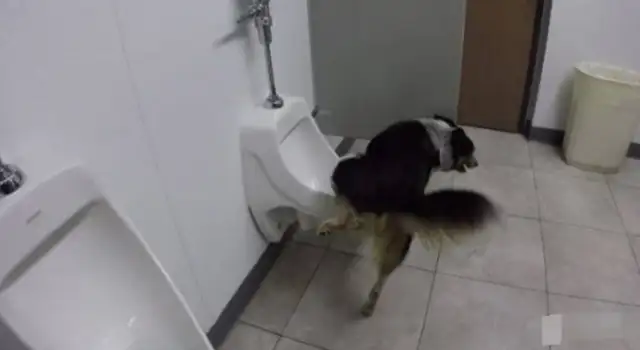 The dog went into the bathroom and took a piss