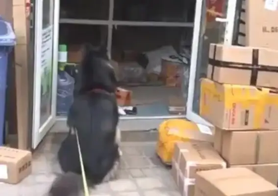 The Alaskan dogs are on delivery, day and night, day and night
