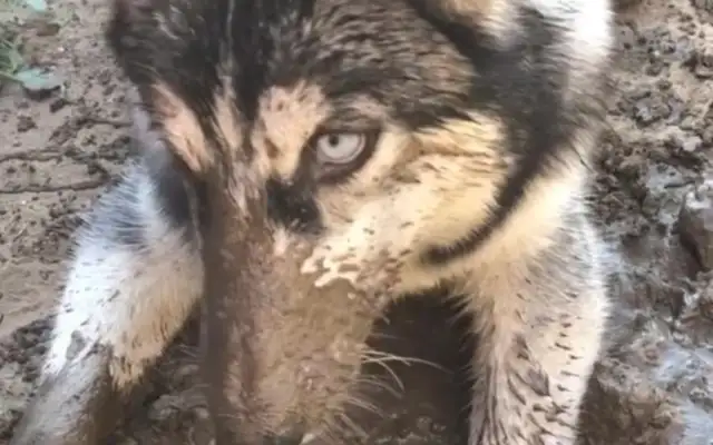 Haskits play with the water, his hands full of mud, his tame costumes, his dog freeze