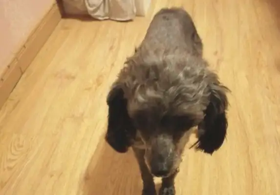 I ran into a stray dog who couldn't get rid of it