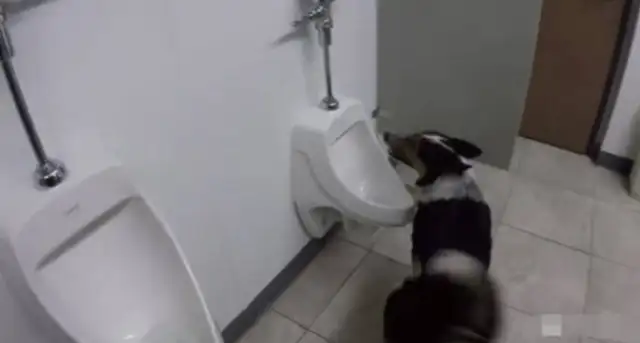 The dog went into the bathroom and took a piss