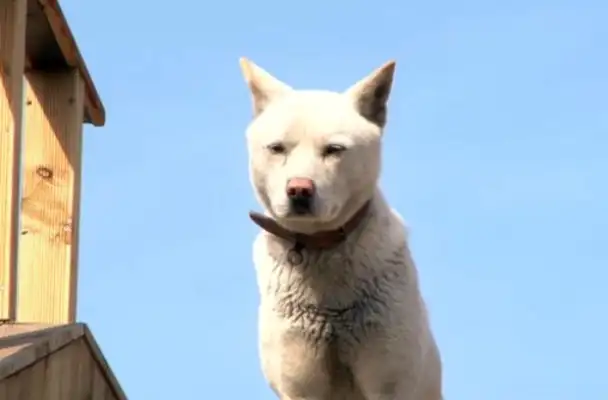 The dog who's been on the road for a year, who's adopted and won't leave, finally awaits his master