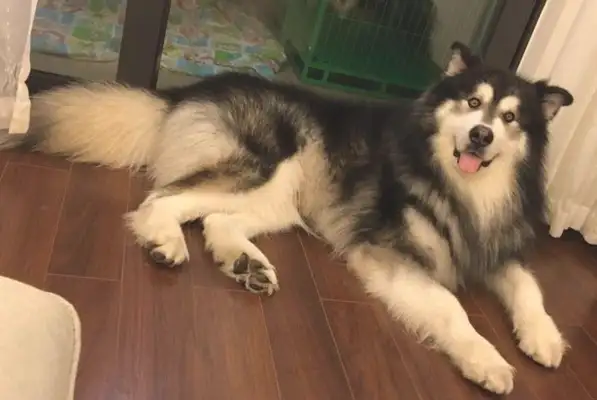 The Alaskan dogs are on delivery, day and night, day and night