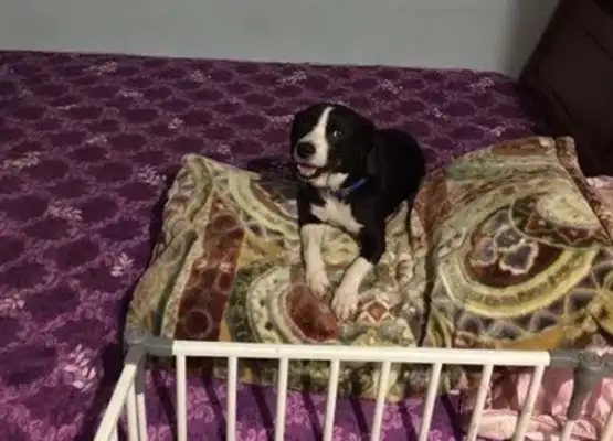 Thirty-three dogs have been reported, but the staff are surprised to see the house