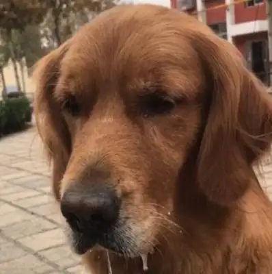 The master doesn't give gold hair to drink with yogurt! The dog's spitting. It's funny