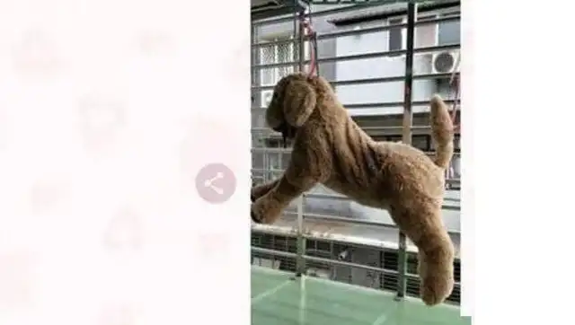 The balcony surprised that the dog had been hanged and tortured and found out the truth..