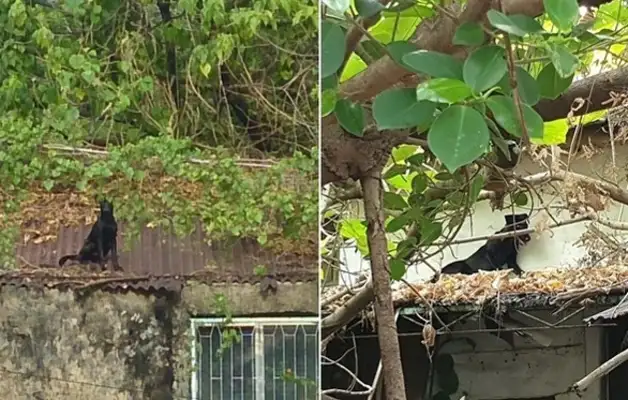 The stray dog was trapped on the roof of an abandoned dorm for seven days, and he ran away, and he climbed the trees with his bare hands