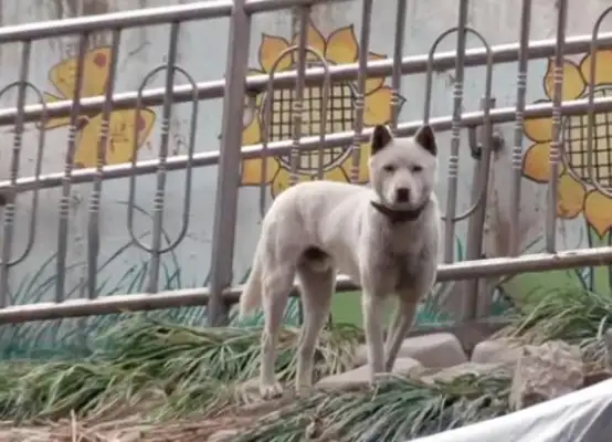 The dog who's been on the road for a year, who's adopted and won't leave, finally awaits his master