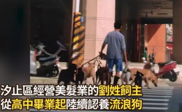Thirty-three dogs have been reported, but the staff are surprised to see the house