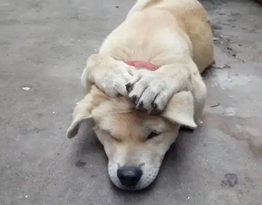 He stole food from his garden and was taught to do it