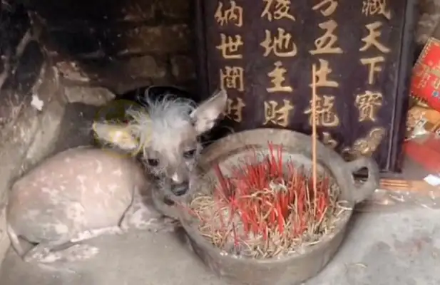 The ugly stray dog whose bones are scrawny for a living