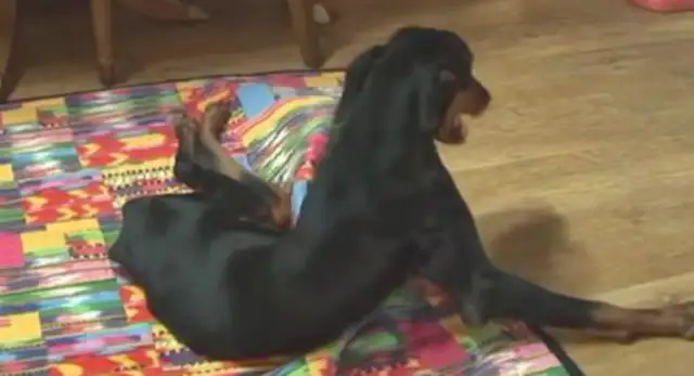 The little Dobing dog was crushed to paralyze, and after his lucky adoption, he became more and more detached and less able to pee
