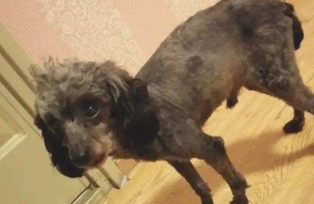 I ran into a stray dog who couldn't get rid of it