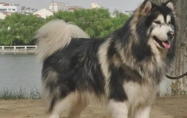 The Alaskan dogs are on delivery, day and night, day and night