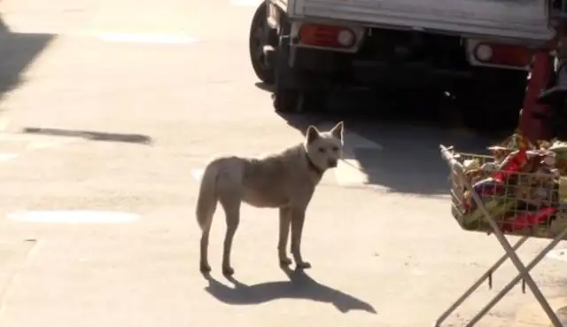 The dog who's been on the road for a year, who's adopted and won't leave, finally awaits his master