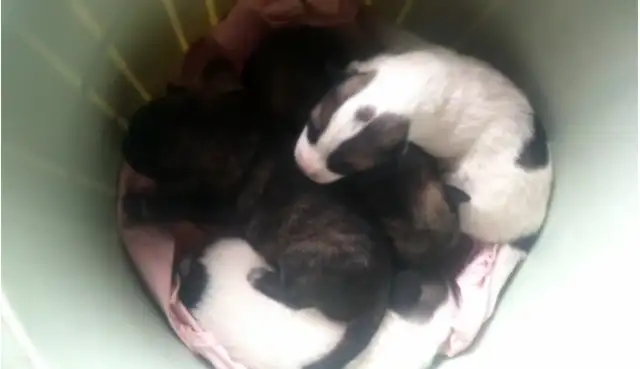 Four unopened little dogs have been abandoned, and they've been screaming for their mother