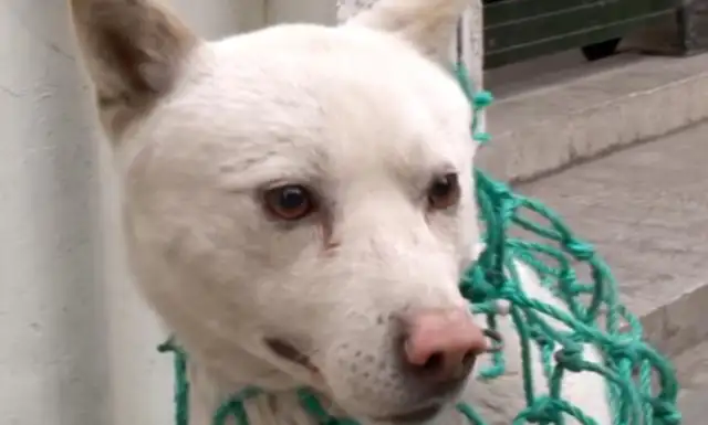 The dog who's been on the road for a year, who's adopted and won't leave, finally awaits his master