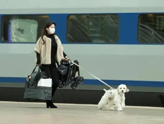 During the epidemic, the import of cat and dog in the country increased dramatically for almost two years