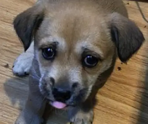 The master was afraid the dog was throwing it at the front door of the neighborhood